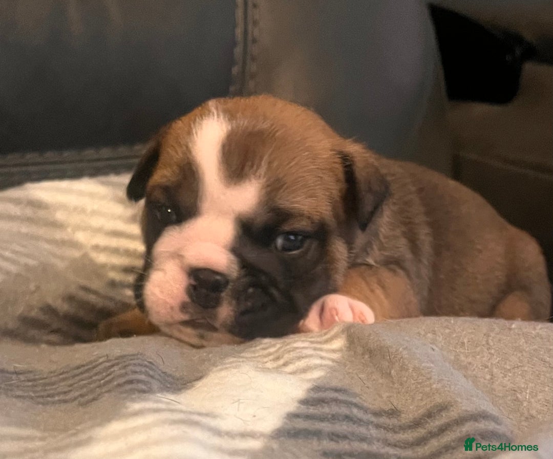 English Bulldog dogs for sale: Kc reg English bulldog puppies 🏴󠁧󠁢󠁥󠁮󠁧󠁿 - Image 21