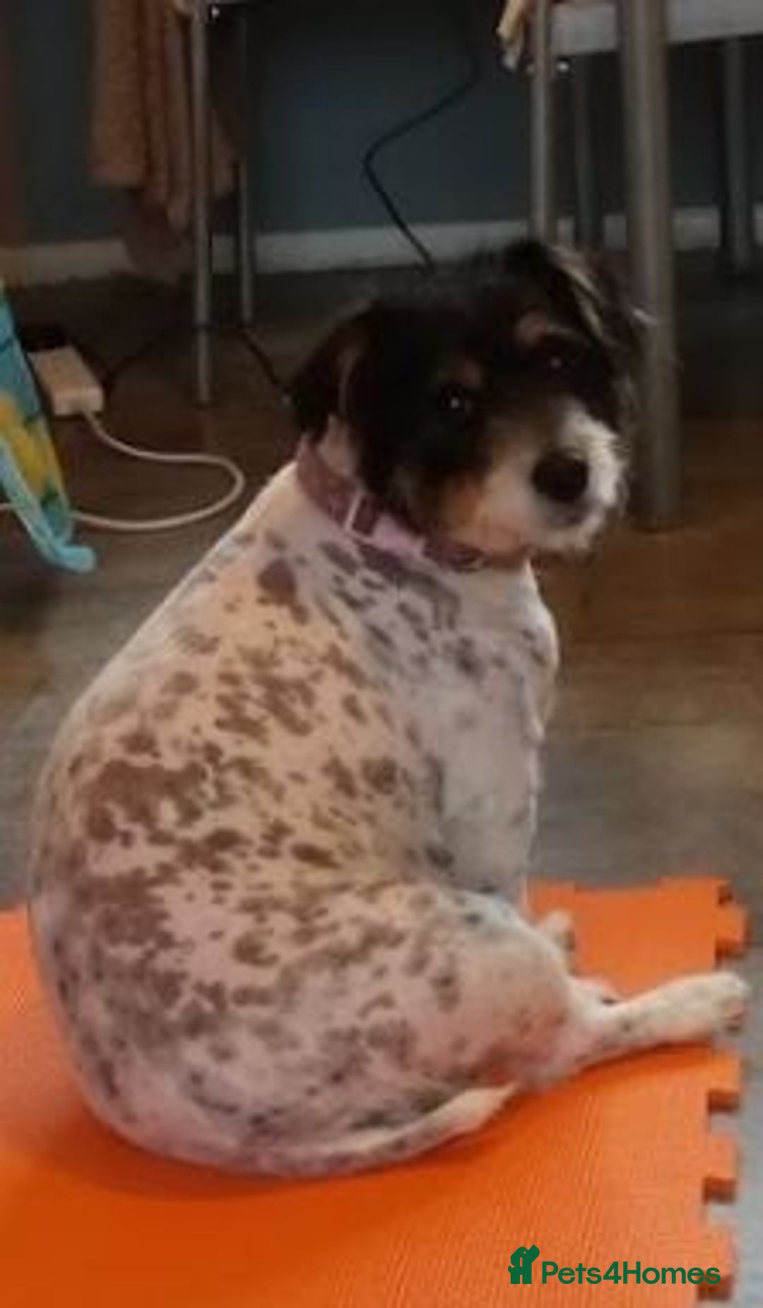 Jack Russell dogs for sale: JRT Female - Image 5