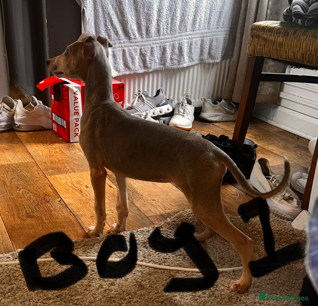 Mixed Breed dogs for sale: Beautiful puppies for sale!!!  - Image 18