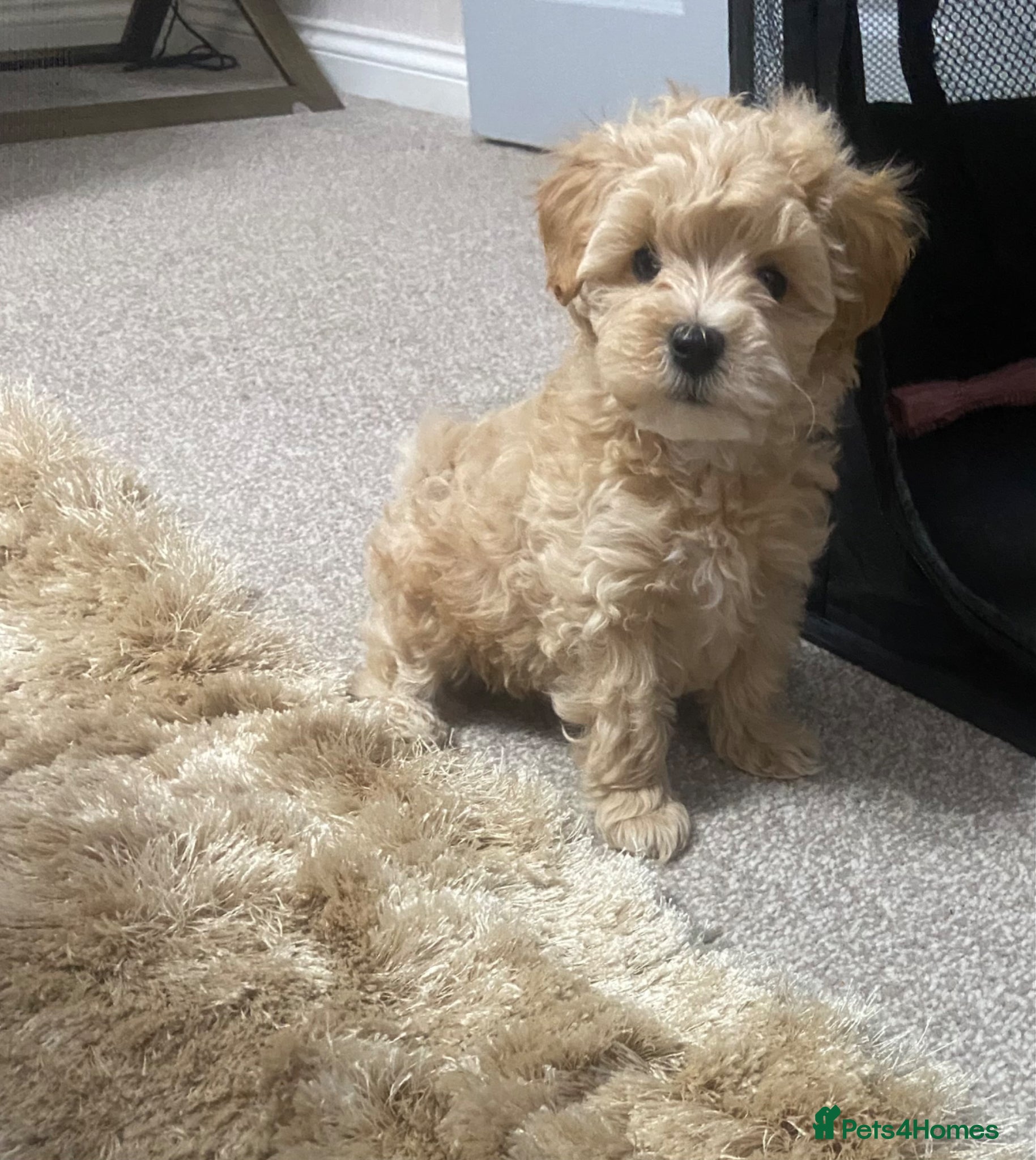 Maltipoo dogs F1 TOY maltipoos🩷💙dna health clear🏆blood - Advert 9