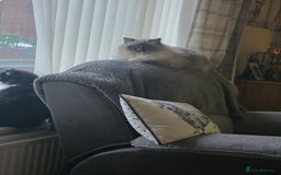 Ragdoll cats for sale: 5 year old ragdoll  - Advert 5