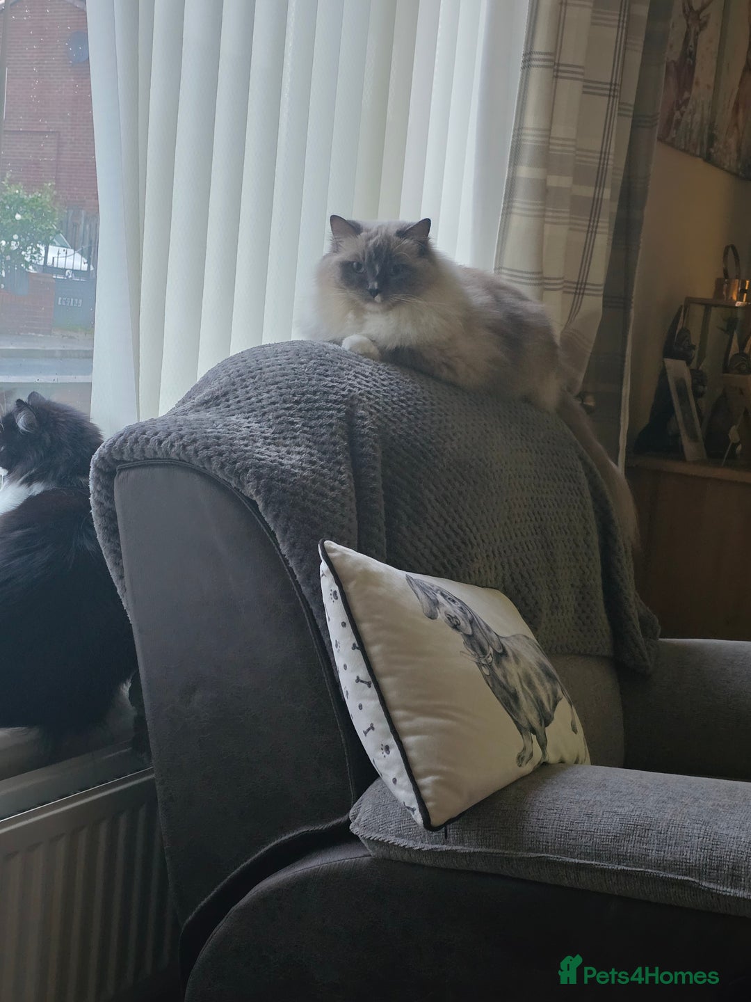 Ragdoll cats for sale: 5 year old ragdoll  - Advert 5
