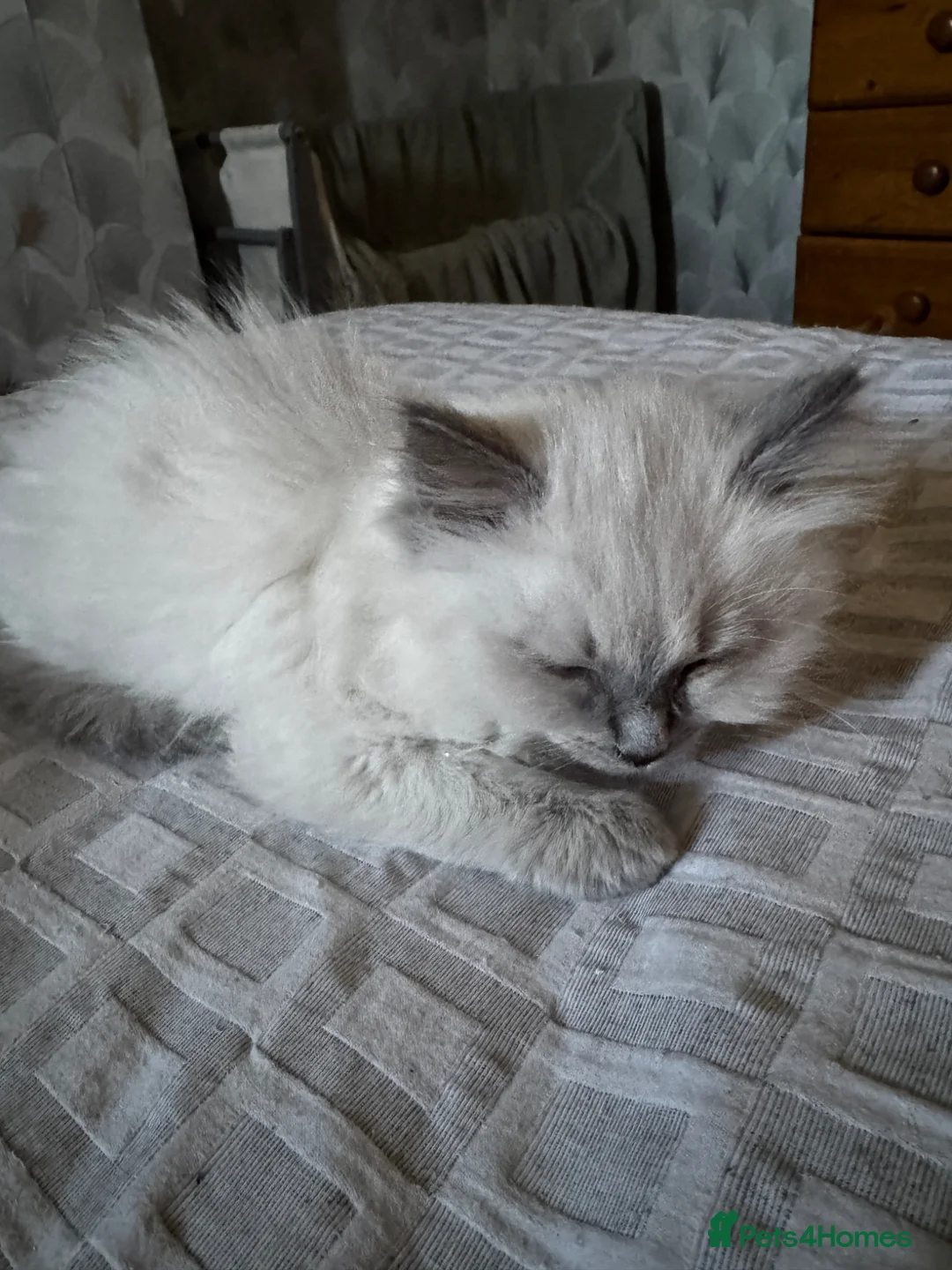 Ragdoll cats for sale: Beautiful Ragdoll kittens - Advert 2