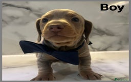 Dachshund dogs for sale: Dutch hound Puppys Miniature - Image 6