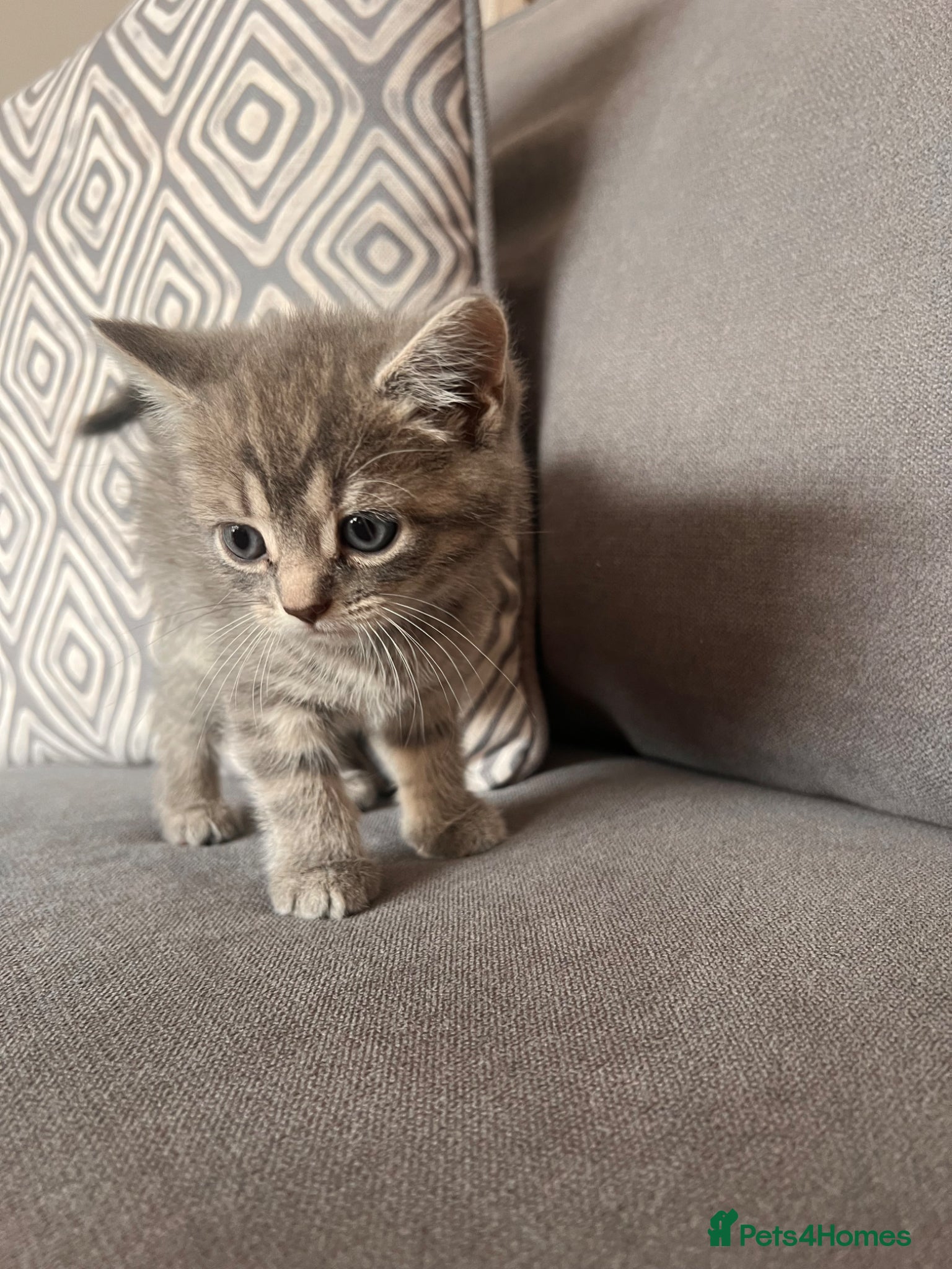 Scottish Fold cats for sale: Scottish and brittish kittens in Wigston - Advert 13