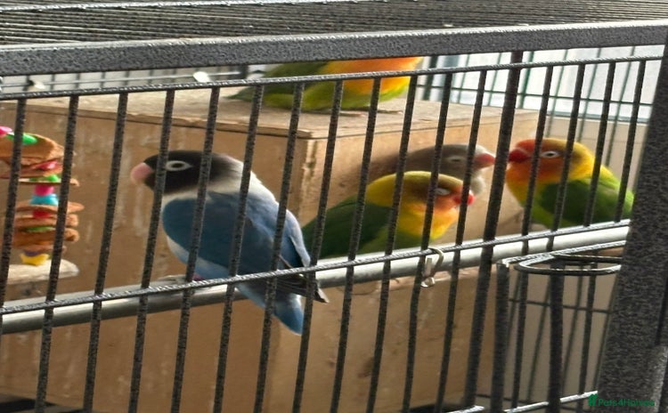 Lovebirds birds Beautiful and exotic Love bird for sale - Advert 1