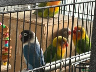 Lovebirds birds Beautiful and exotic Love bird for sale - Advert 19