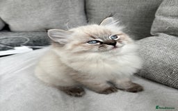 Siberian cats for sale: Siberian girl kitten  - Image 4