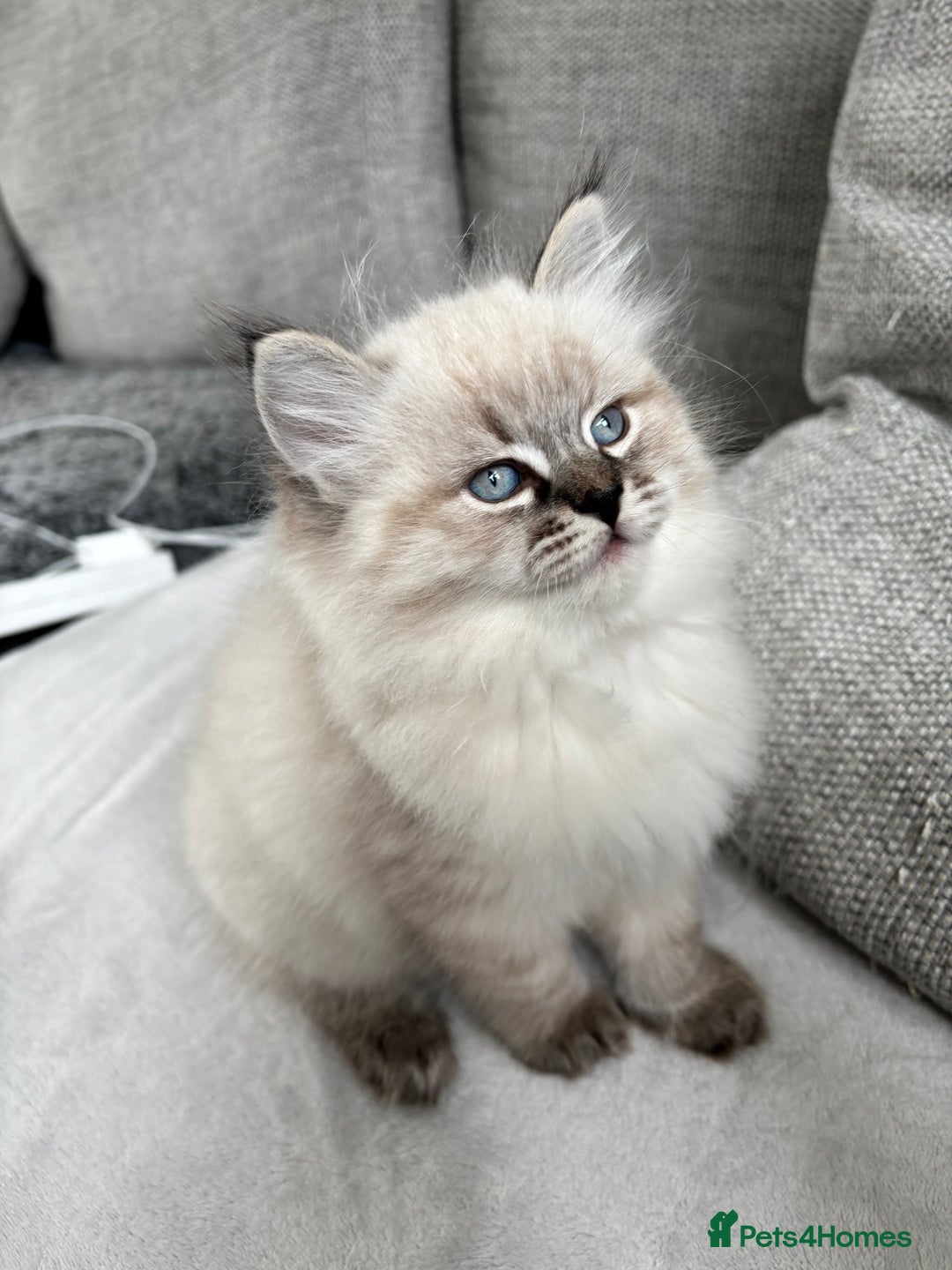 Siberian cats for sale: Siberian girl kitten  - Image 4