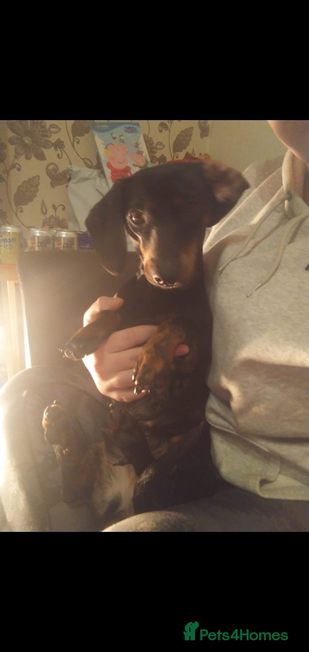 Miniature Dachshund dogs Miniature dachshund beautiful girl - Advert 1