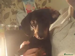 Miniature Dachshund dogs Miniature dachshund beautiful girl - Advert 6