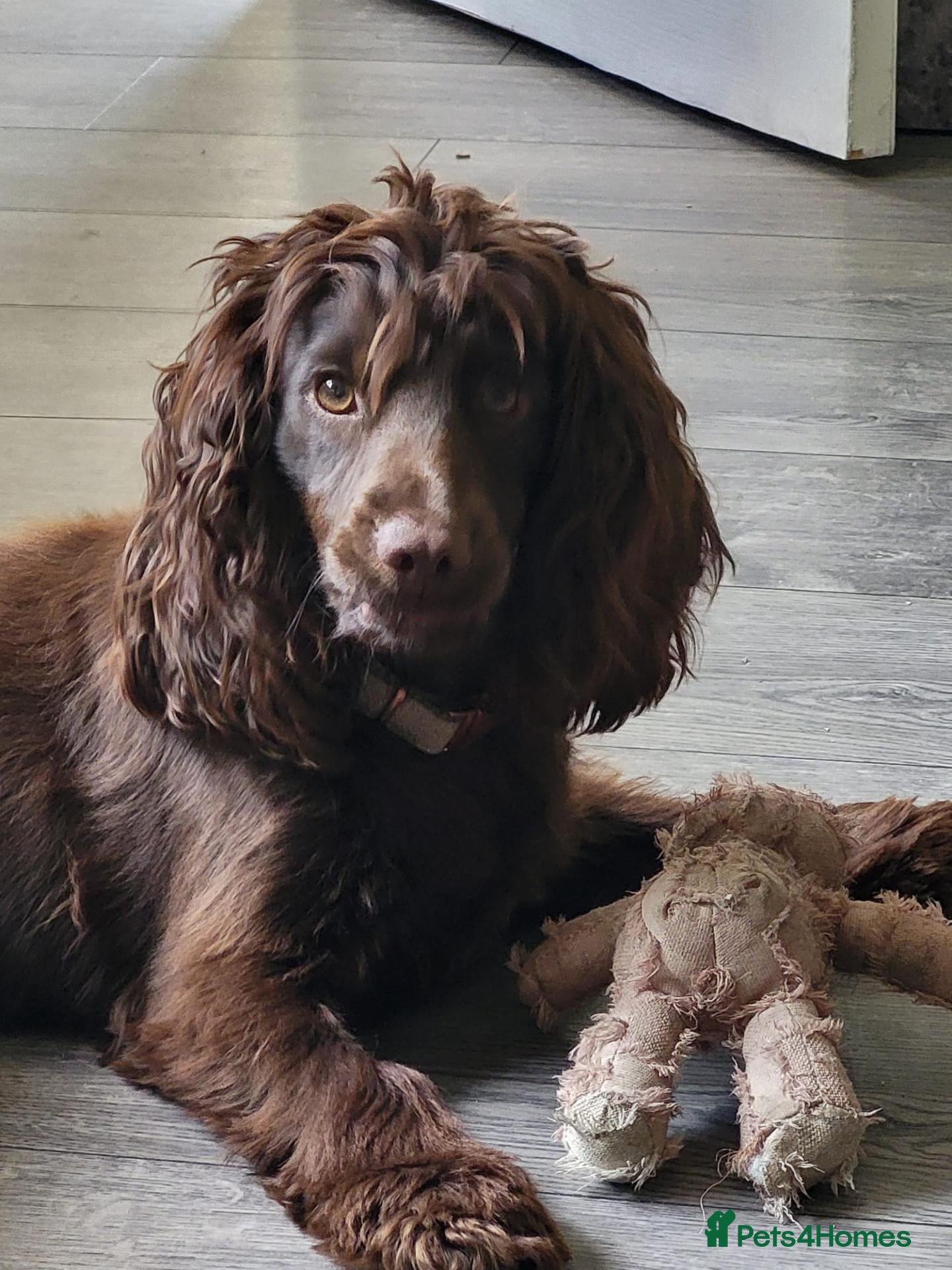 Cocker Spaniel dogs Cocker spaniel puppies  - Advert 3