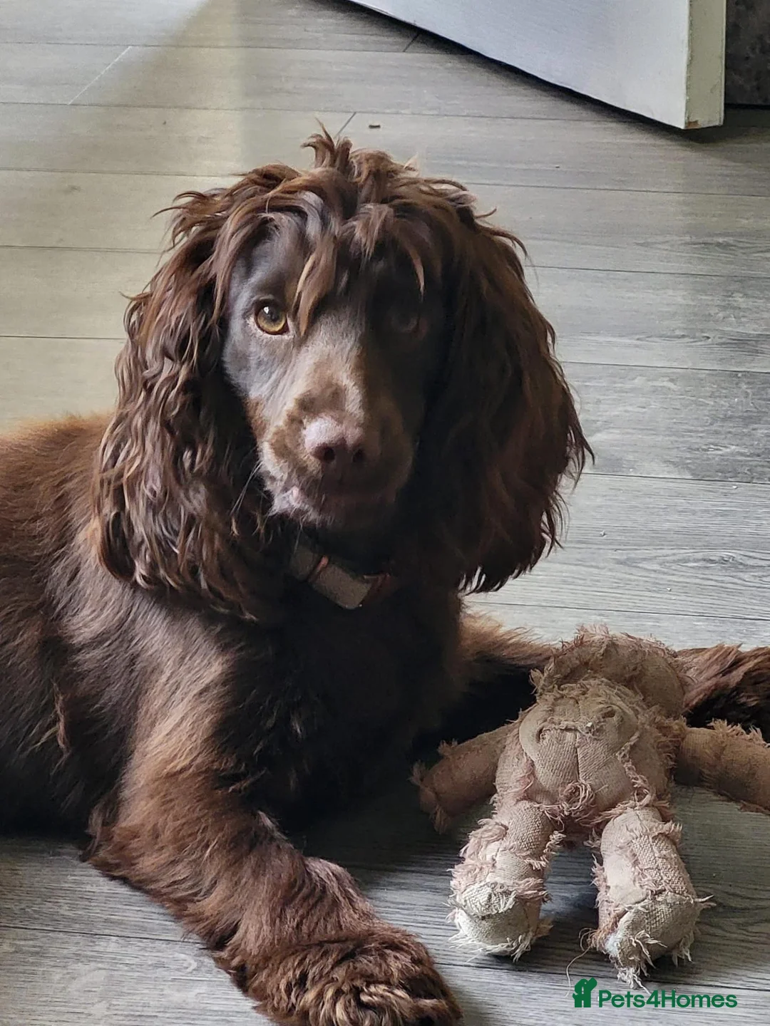 Cocker Spaniel dogs for sale: Cocker spaniel puppies  - Advert 1