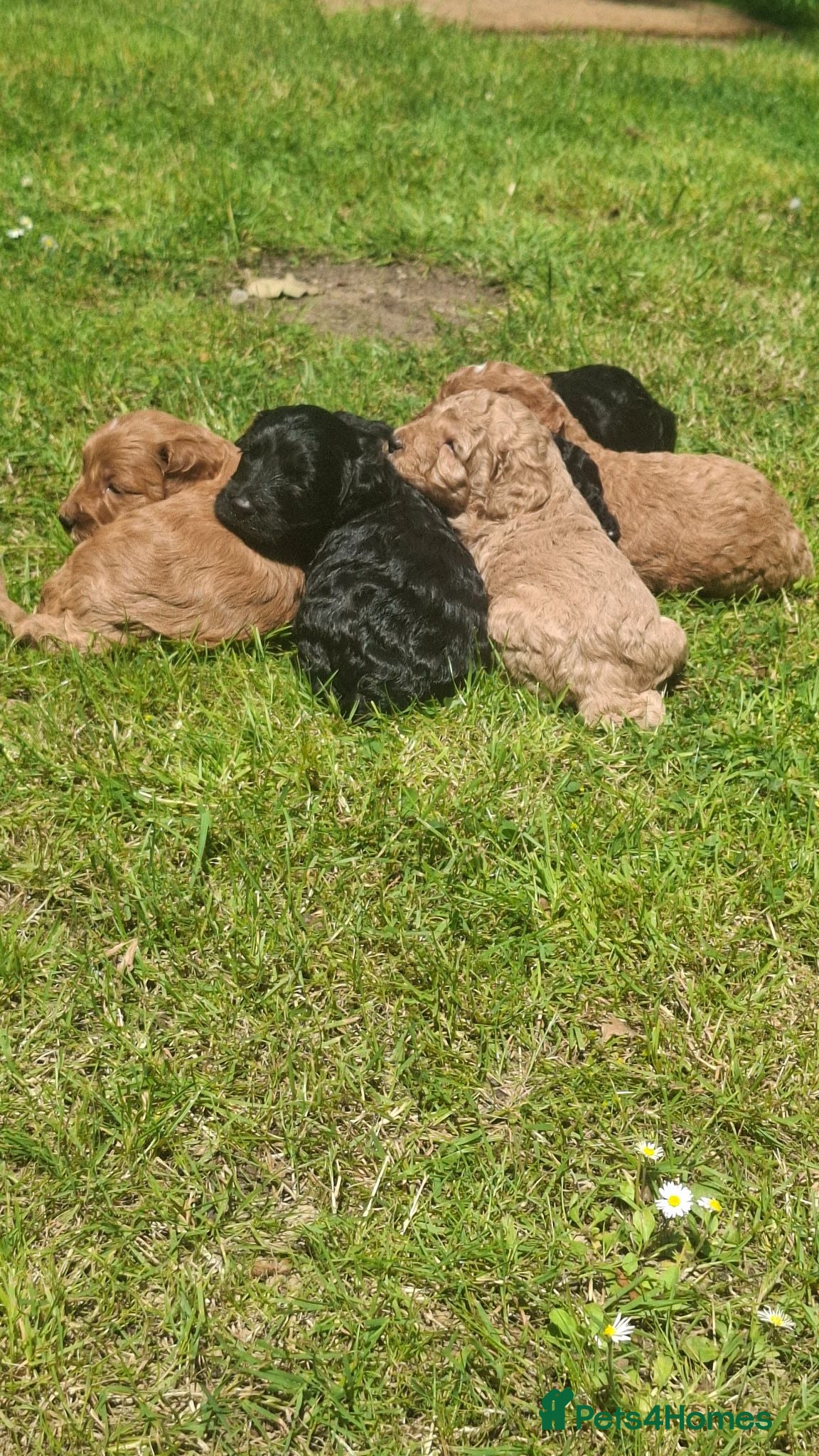 Cockapoo dogs Gorgeous cockapoos - Advert 2