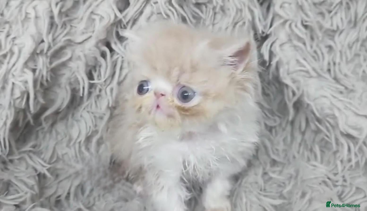 Persian cats Beautiful Persian kittens - Advert 1