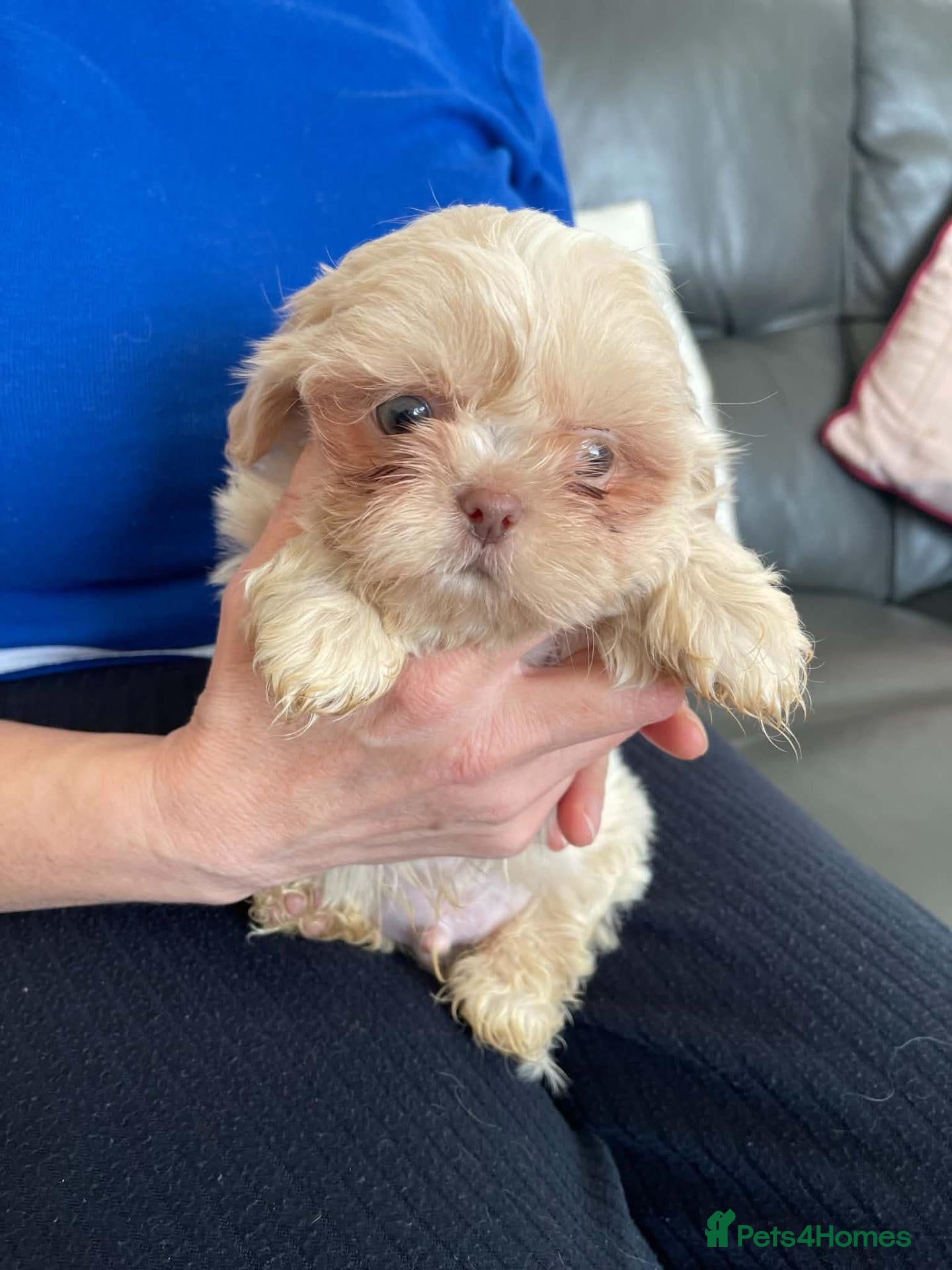 Shih Tzu dogs Imperial shih tzu 2 boys left - Advert 1