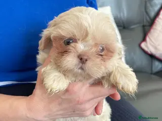 Shih Tzu dogs Imperial shih tzu 2 boys left - Advert 1