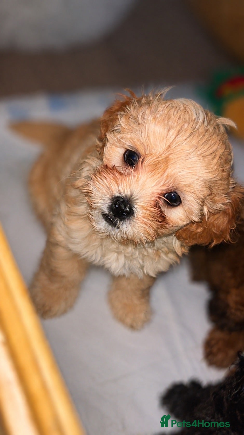 Shihpoo dogs Beautiful F1 Shihpoos - Advert 2