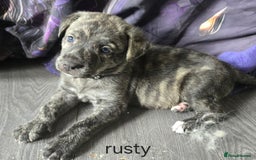Mixed Breed dogs for sale: PEBBLES LEFTGerman shepherd cross puppies - Image 15