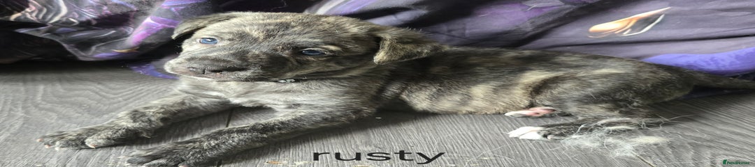Mixed Breed rusty Puppy 4