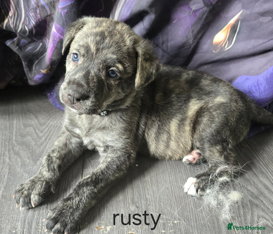 Mixed Breed dogs for sale: PEBBLES LEFTGerman shepherd cross puppies - Image 15