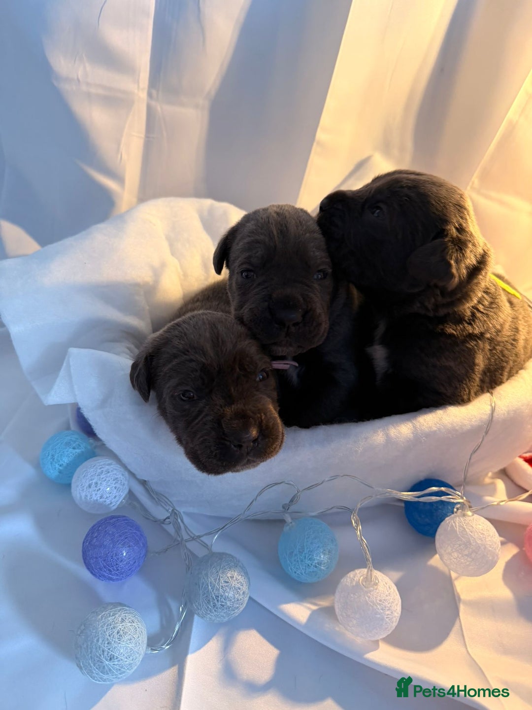 Cane Corso dogs for sale: Pure Cane Corso’s 🐶 - Advert 4