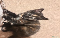 Mixed Breed cats for sale: Purr- fectly Adorable Kittens for loving homes - Advert 8