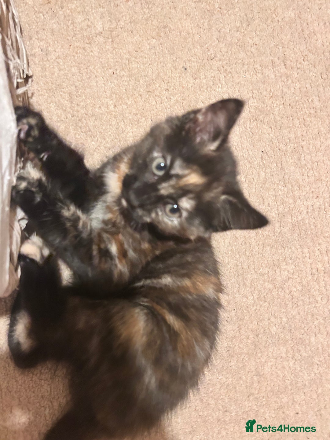Mixed Breed cats for sale: Purr- fectly Adorable Kittens for loving homes - Advert 8
