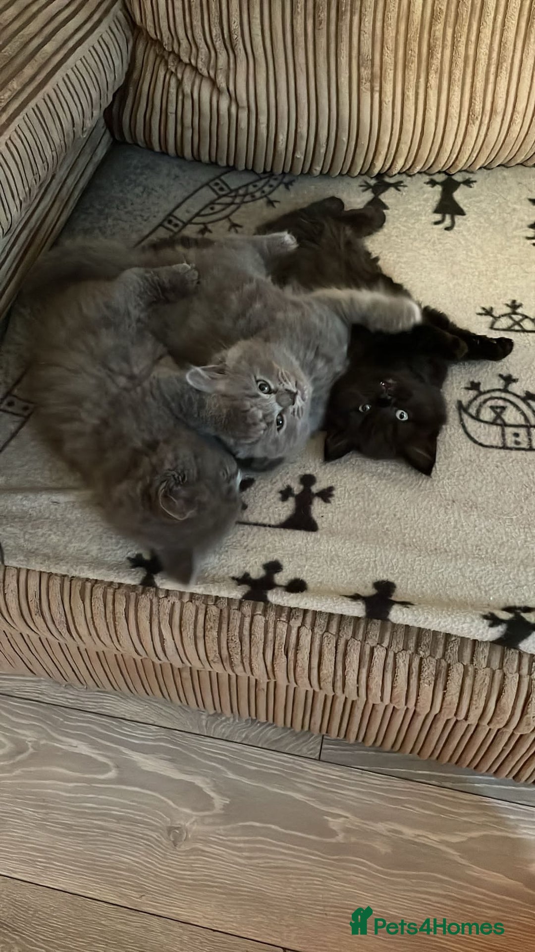 British Shorthair cats for sale: BEAUTIFUL BRITISH LONGHAIR/SHORTHAIR KITTENS - Image 9