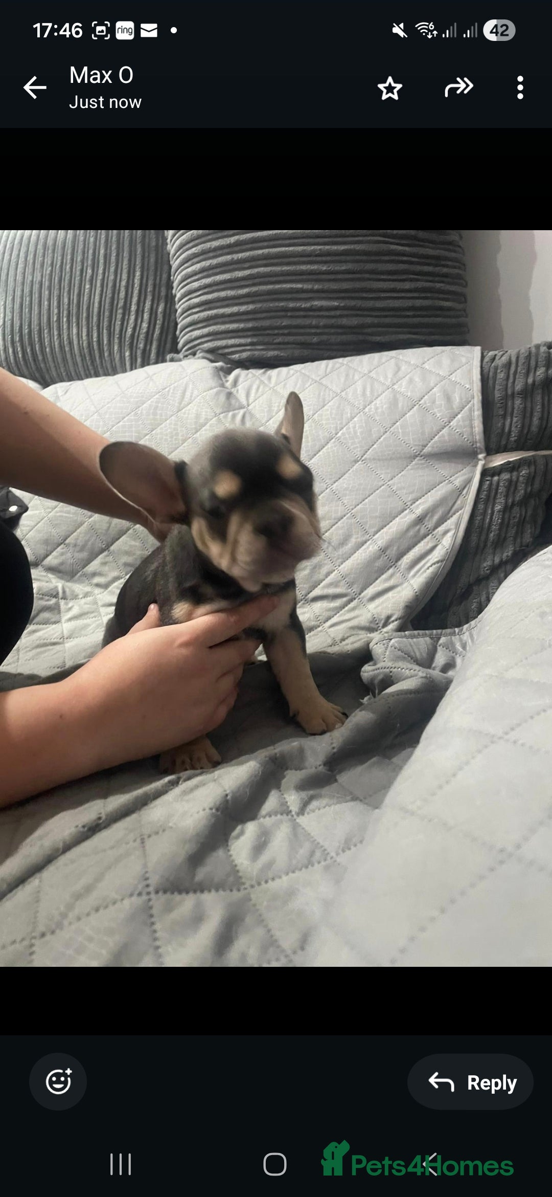 French Bulldog dogs for sale: French Bulldog puppies 10 weeks old - Image 3