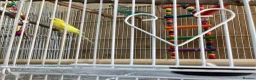 Budgerigars birds for sale: Pair of budgies - Advert 3