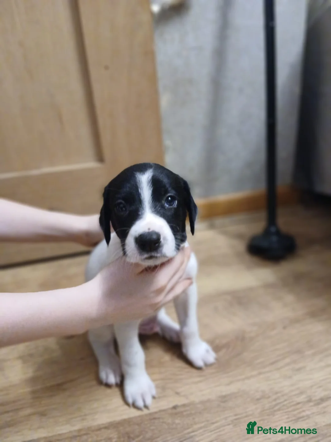 Mixed Breed dogs for sale: Beautiful Collie x Sprocker Puppies - Advert 7