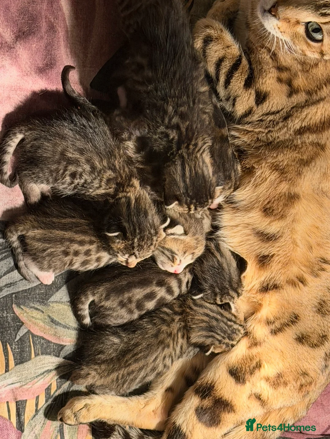 Bengal cats for sale: Beautiful Kittens ready for forever homes. - Advert 2