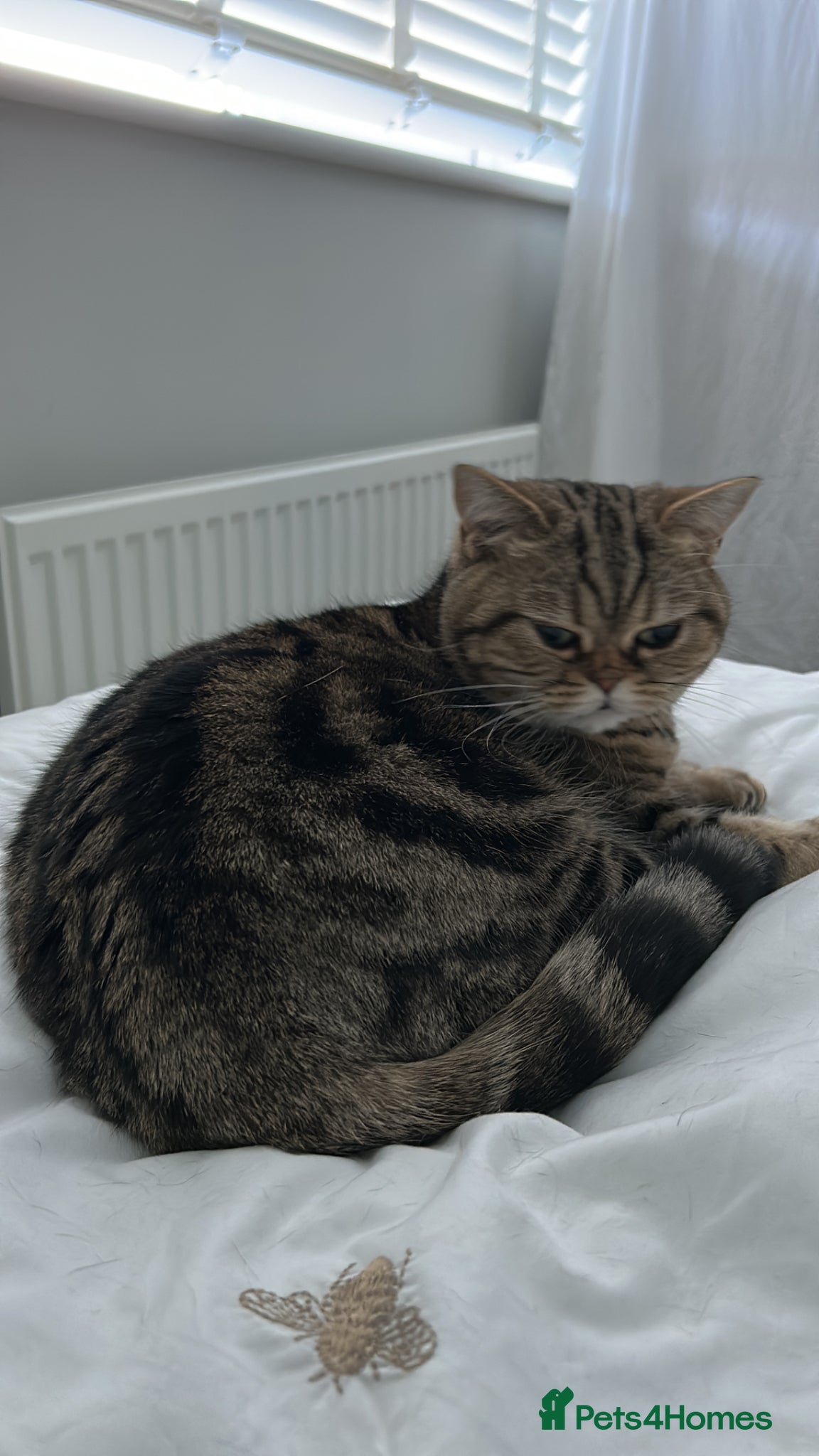 British Shorthair cats Female British Shorthair Tabby For Sale - Advert 1