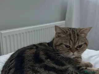 British Shorthair cats Female British Shorthair Tabby For Sale - Advert 6