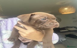 Staffordshire Bull Terrier dogs for sale: 🐾 Beautiful Staffordshire Puppies for Sale 🐾 - Image 6