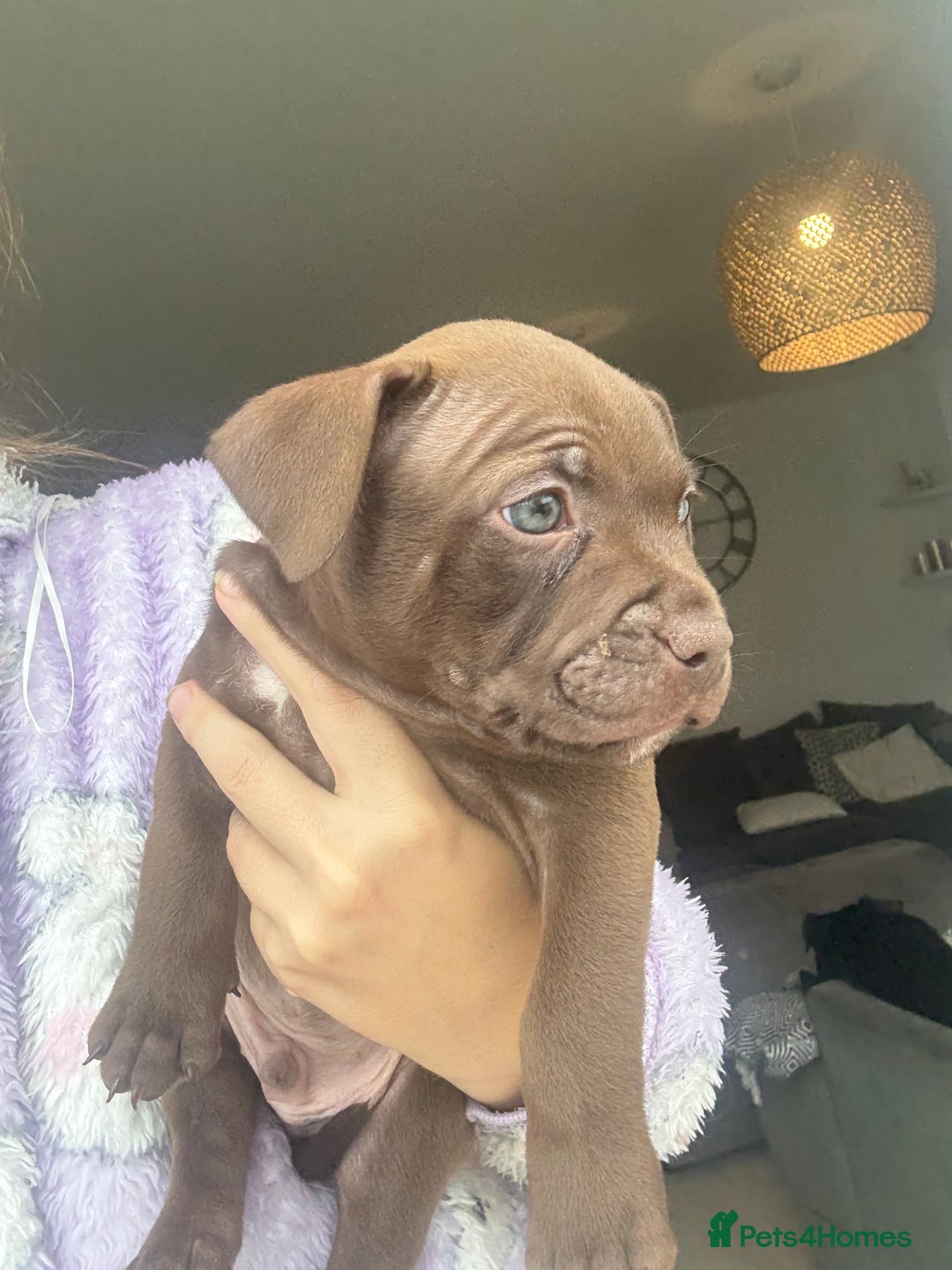 Staffordshire Bull Terrier dogs for sale: 🐾 Beautiful Staffordshire Puppies for Sale 🐾 - Image 6