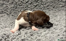 German Shorthaired Pointer dogs for sale: German Short Haired Pups - Serbian Blood Lines - Image 1
