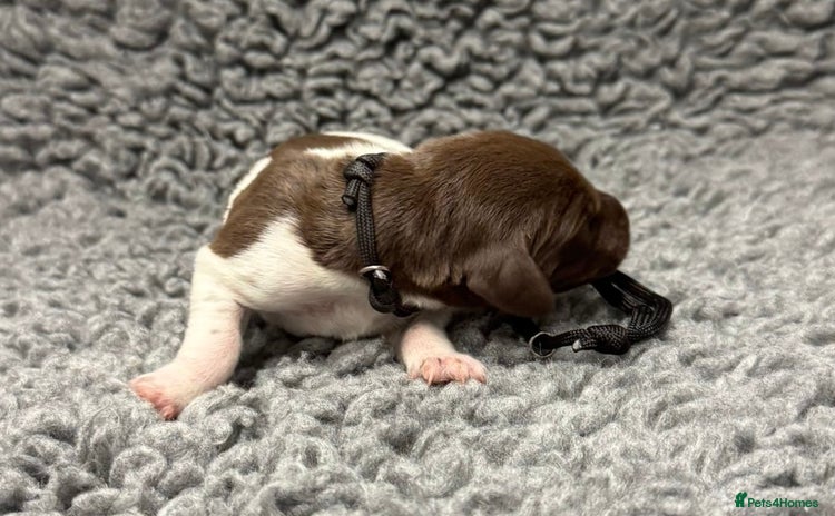 German Shorthaired Pointer dogs - Advert 1