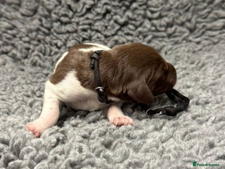 German Shorthaired Pointer dogs - Advert 10