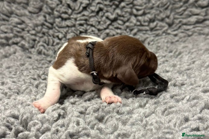 German Shorthaired Pointer dogs - Advert 11