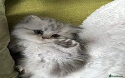 Persian cats for sale: Persian chinchilla kittens - Image 16