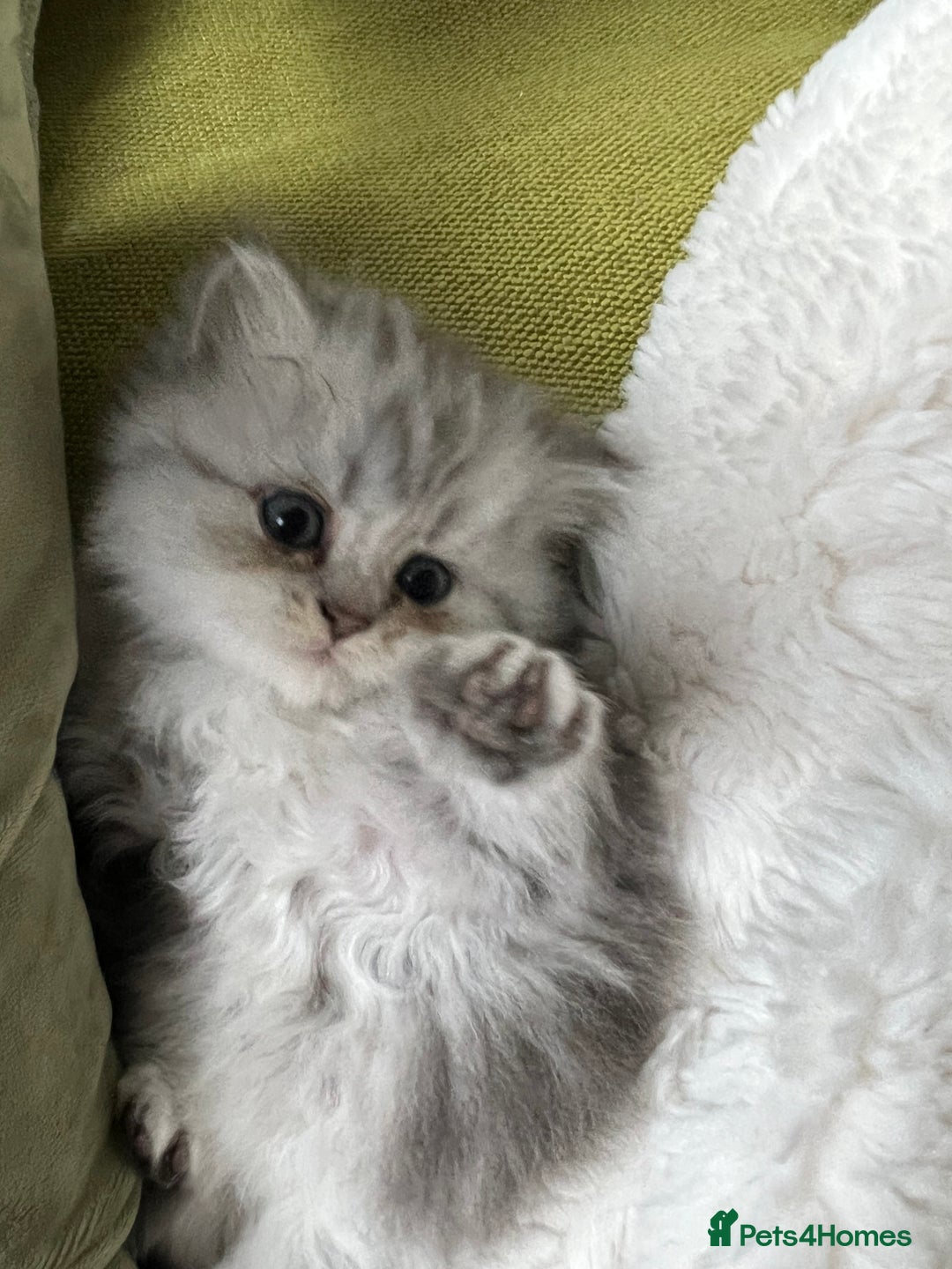Persian cats for sale: Persian chinchilla kittens - Image 16