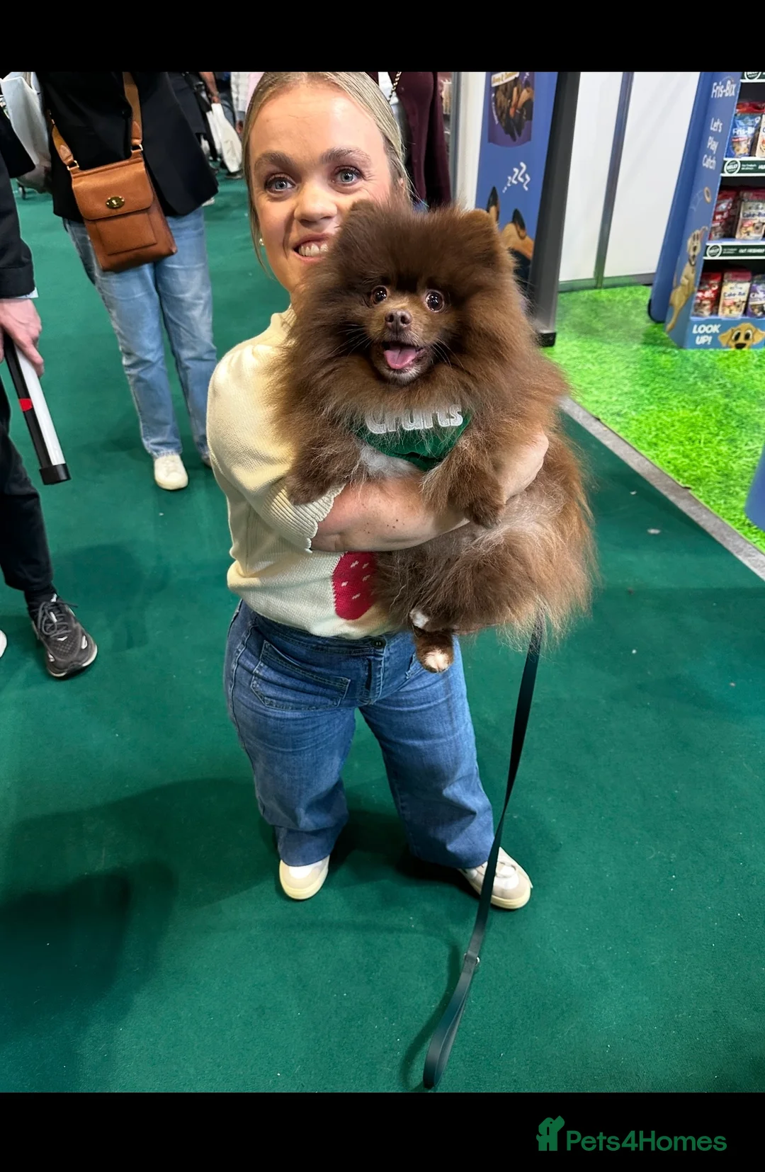 Pomeranian dogs for stud: Chocolate Stud Kc Registered ,Embark tested in Runcorn - Advert 32