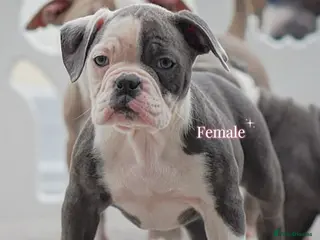 Old Tyme Bulldog dogs 23 years 5⭐️Rated Licensed professionals - Advert 7