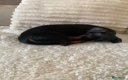 Miniature Dachshund dogs for sale: Tiny girl  - Image 5