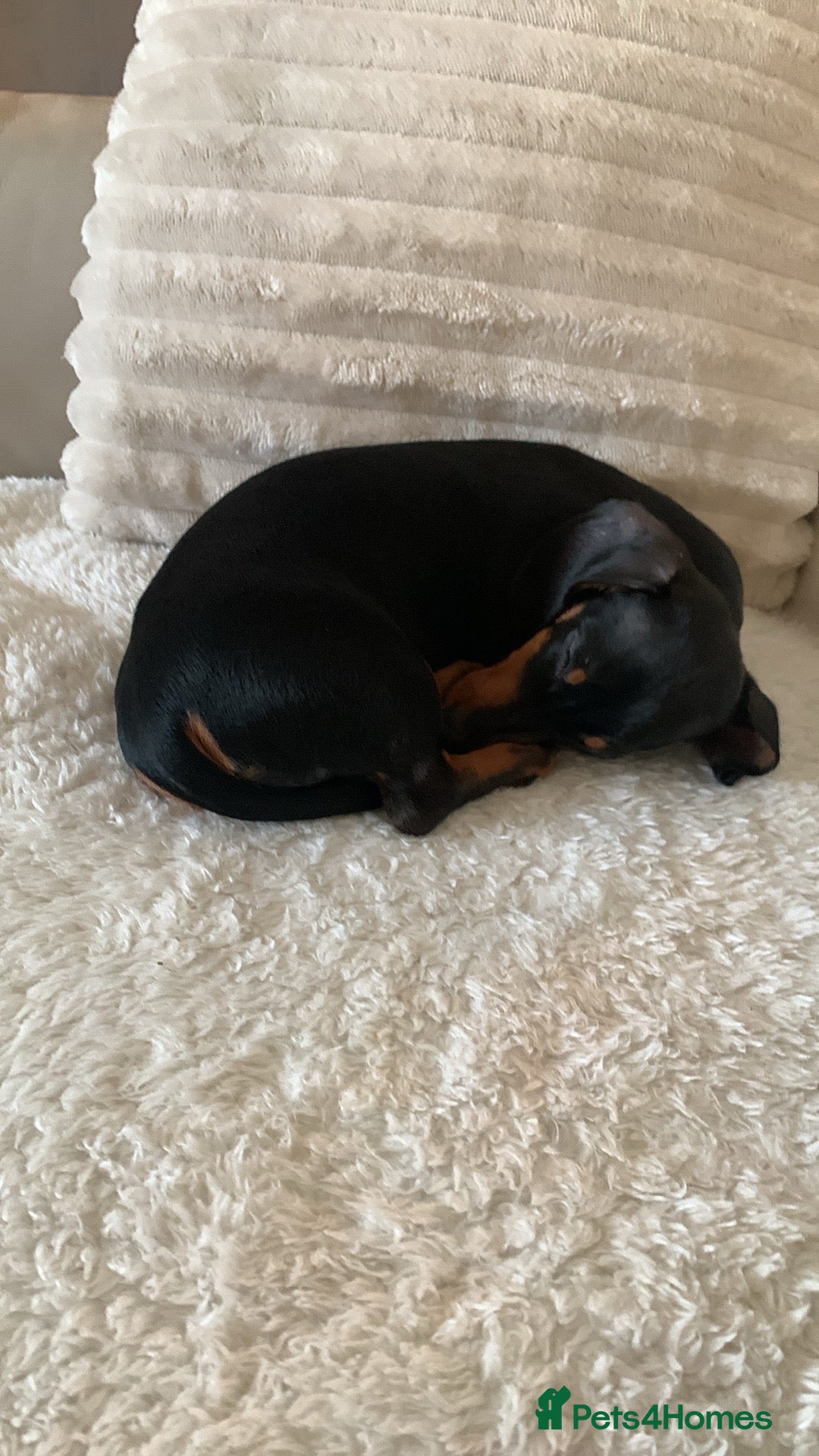 Miniature Dachshund dogs for sale: Tiny girl  - Image 5