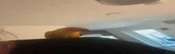 Parakeets birds for sale: Sun conure  - Advert 2