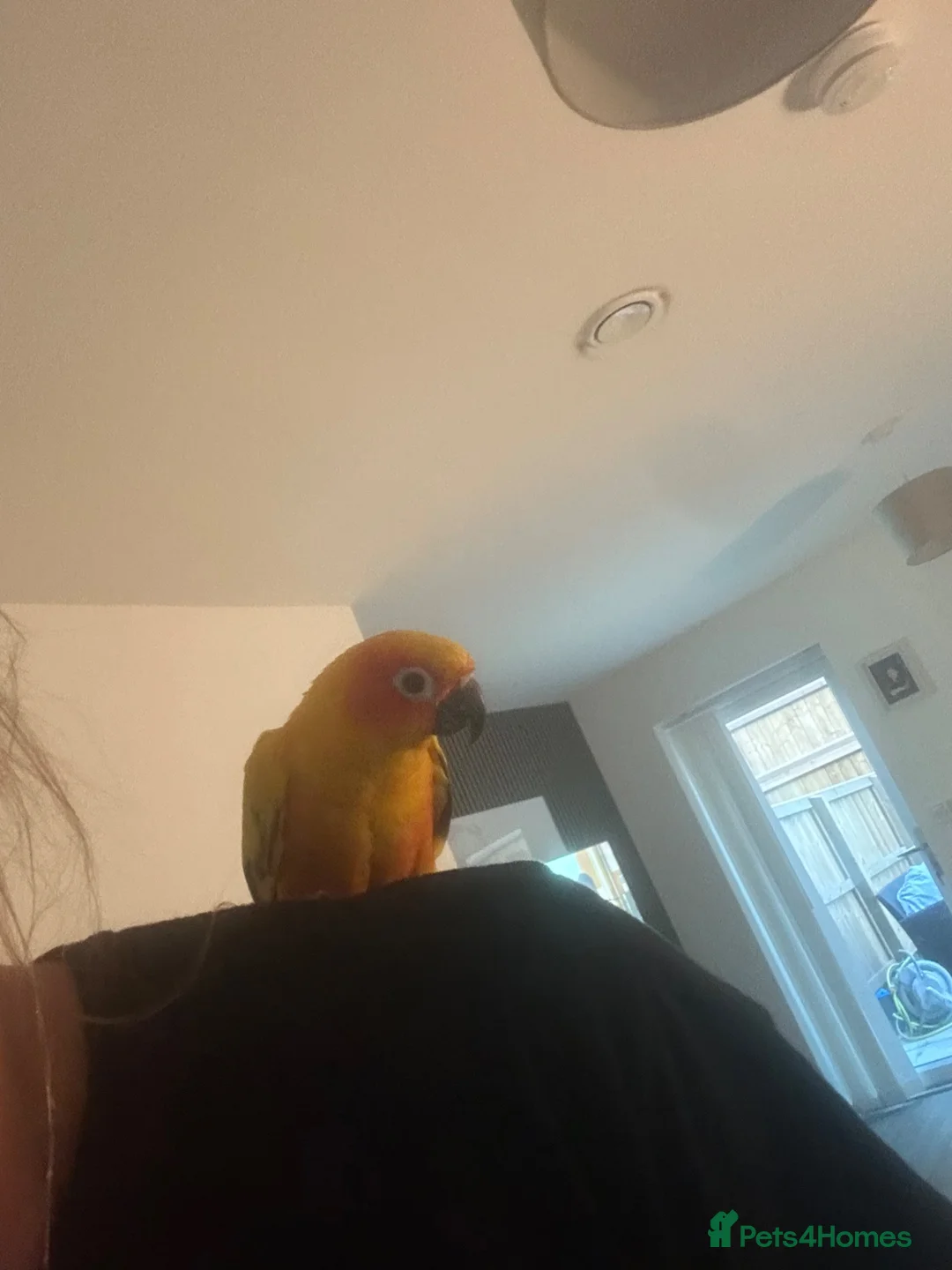 Parakeets birds for sale: Sun conure  - Advert 2
