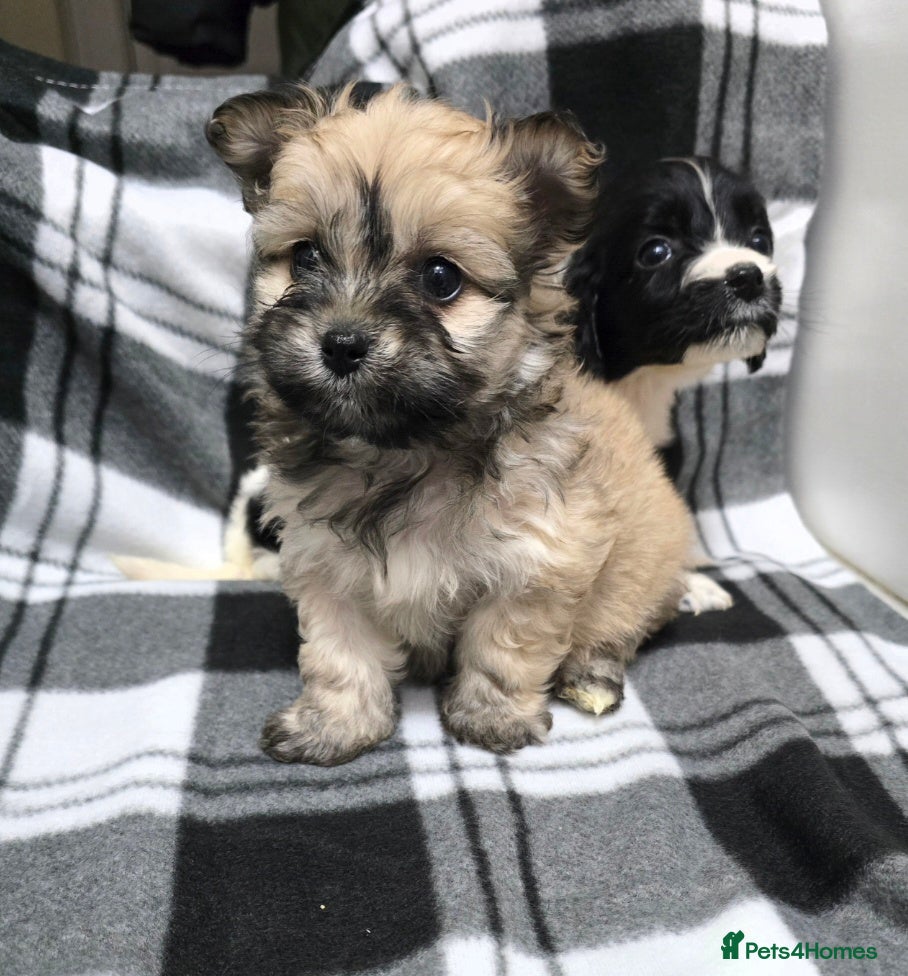 Maltipoo dogs Maltipoo puppies  - Advert 6